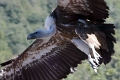 Vautour fauve-02